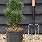 Pinus leucodermis 'Malinki' | Pinus leucodermis 'Malinki' - Height - 55cm - Width 35-40cm - 8lt