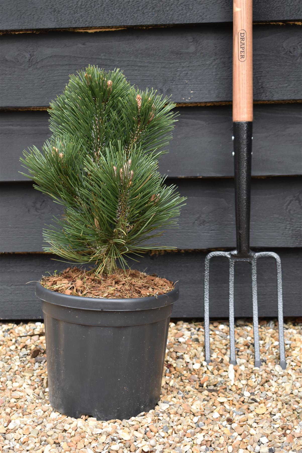 Pinus leucodermis 'Malinki' | Pinus leucodermis 'Malinki' - Height - 55cm - Width 35-40cm - 8lt