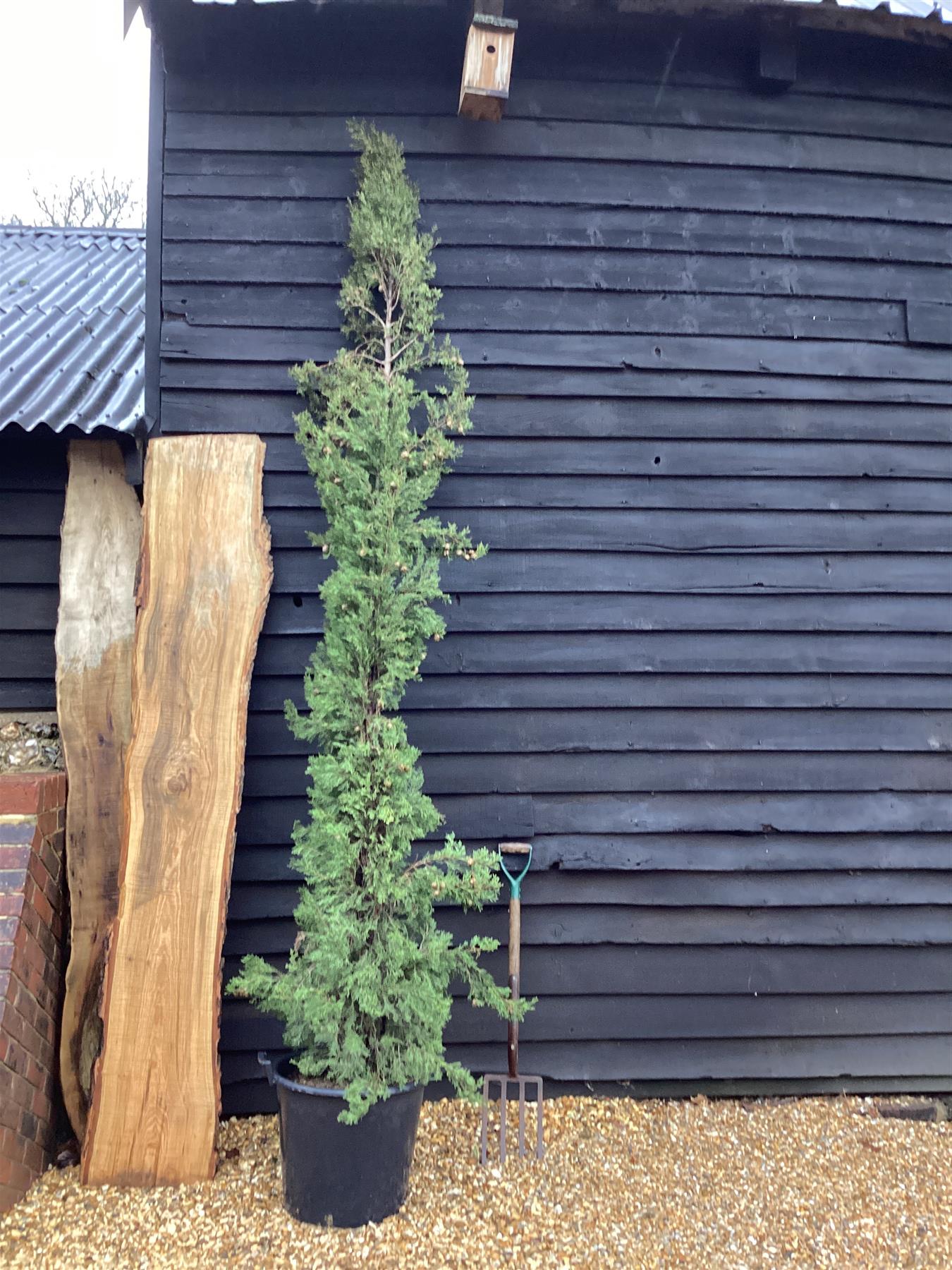 Cupressus sempervirens Totem | Italian Cypress 'Totem' - 175-225cm, 50lt