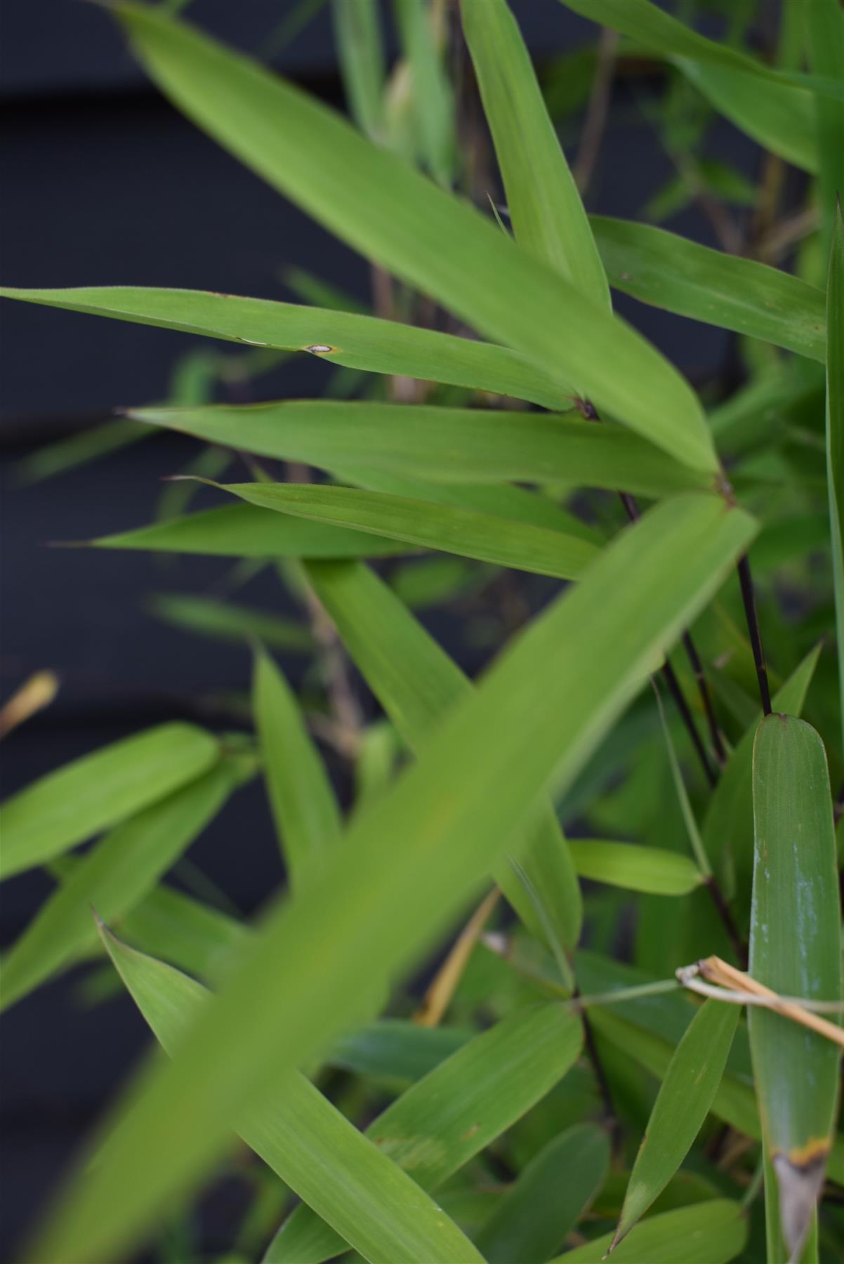 Fargesia nitida 'Black Pearl' | Black Pearl Bamboo - 140-160cm - 7.5lt