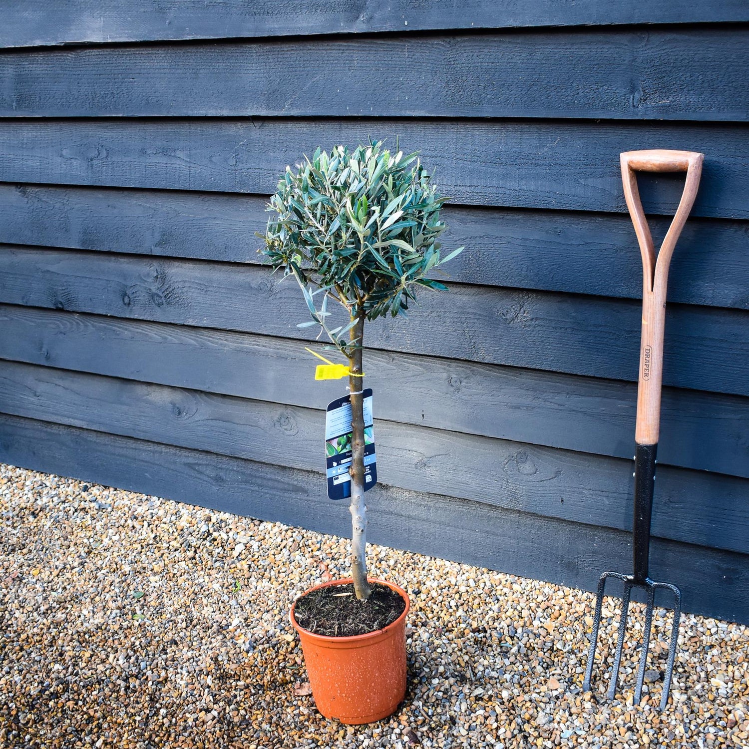 Olive Tree | Olea Europea - Clear Stem 60cm - Girth 12-14 - Height 90-100cm - 5lt