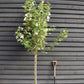 Acer Rubrum Redpointe Maple | Redpointe Red Maple 1/2 std Clear Stem - 270-300cm - 30lt