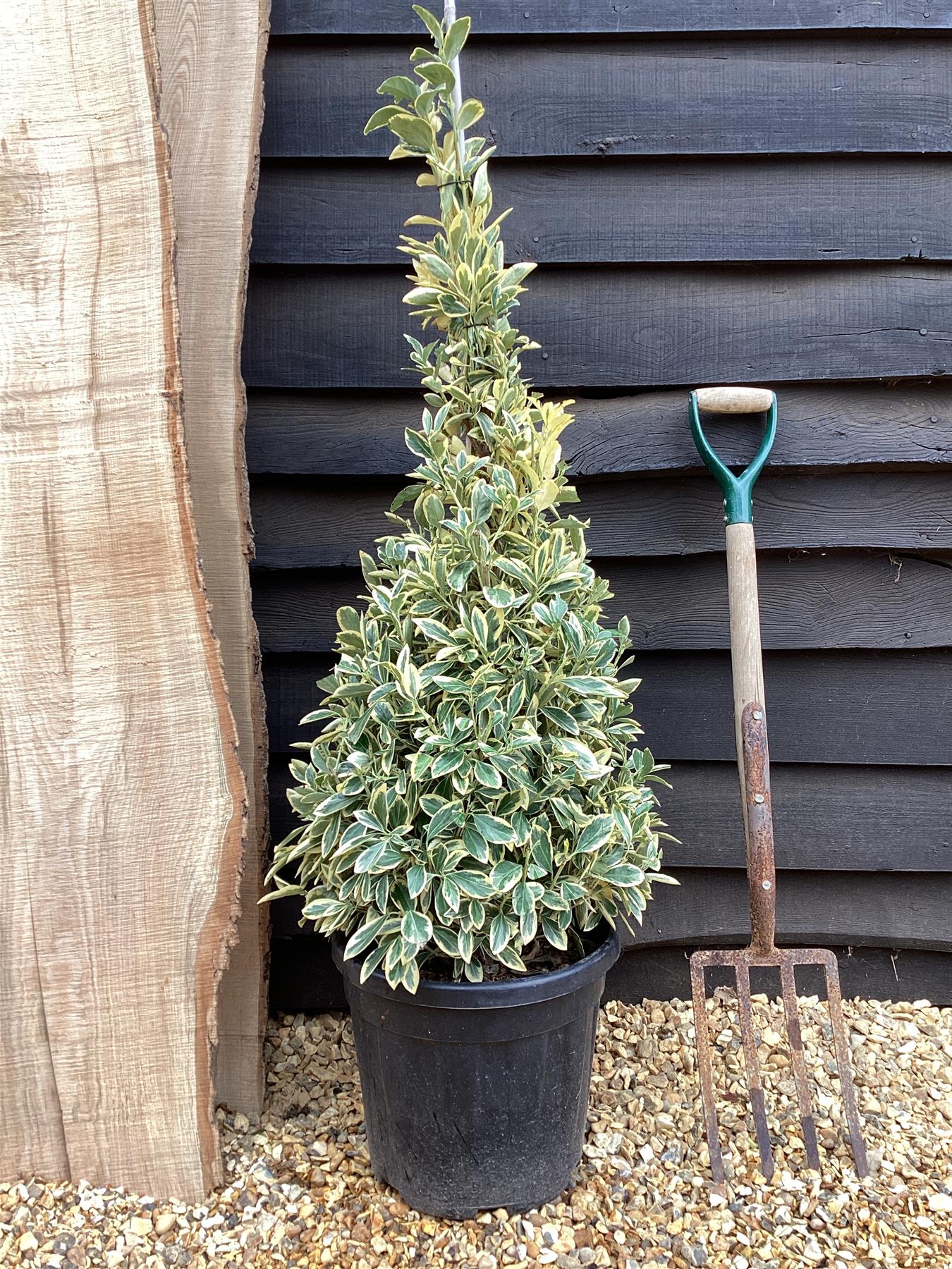 Euonymus japonicus 'Bravo' | Spindle 'Bravo' - Pyramid - 130-140cm, 20lt