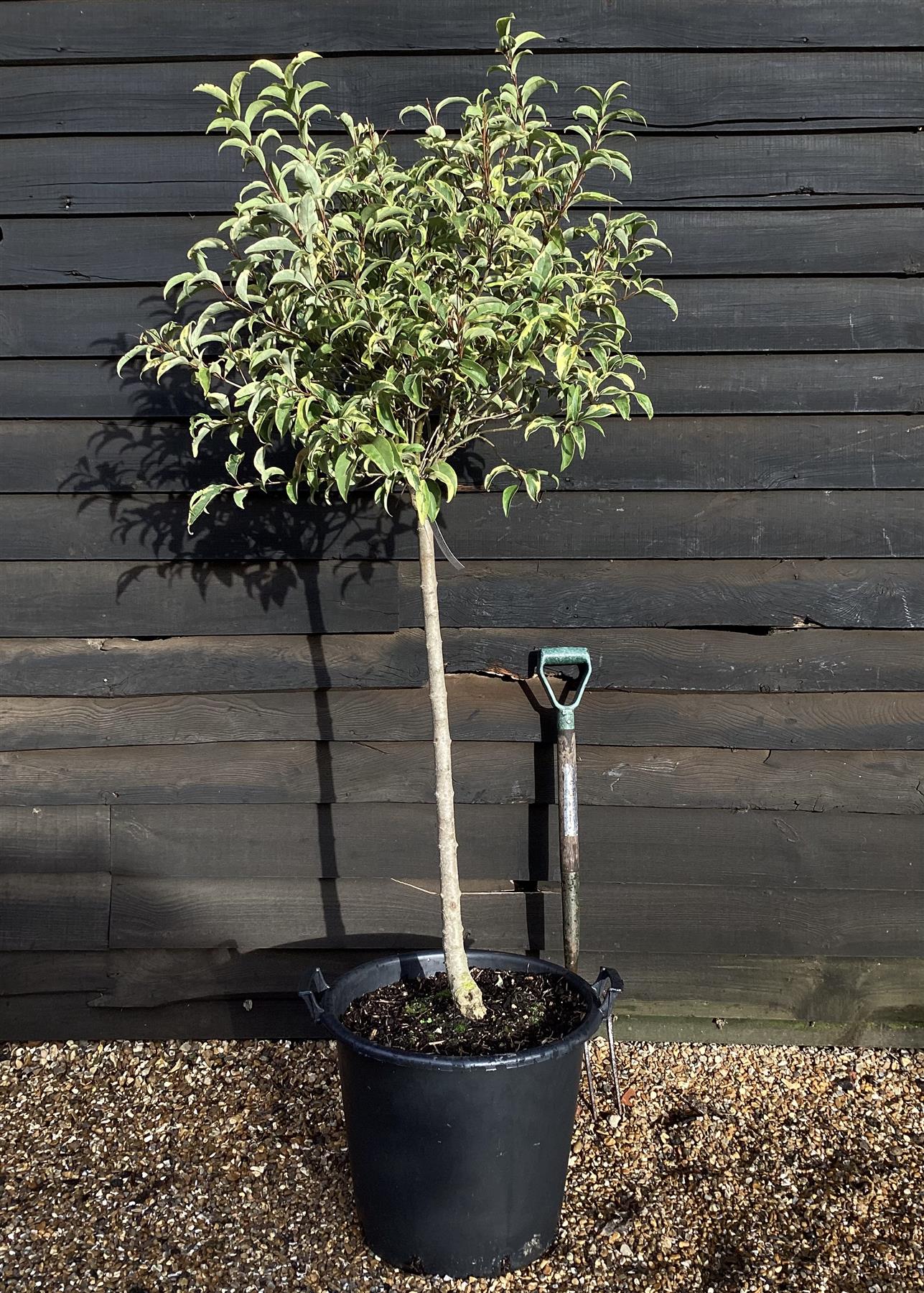 Ligustrum ovalifolium 'Aureum' | Golden Privet 1/2 Standard, Clear Stem - 160-190cm, 50lt