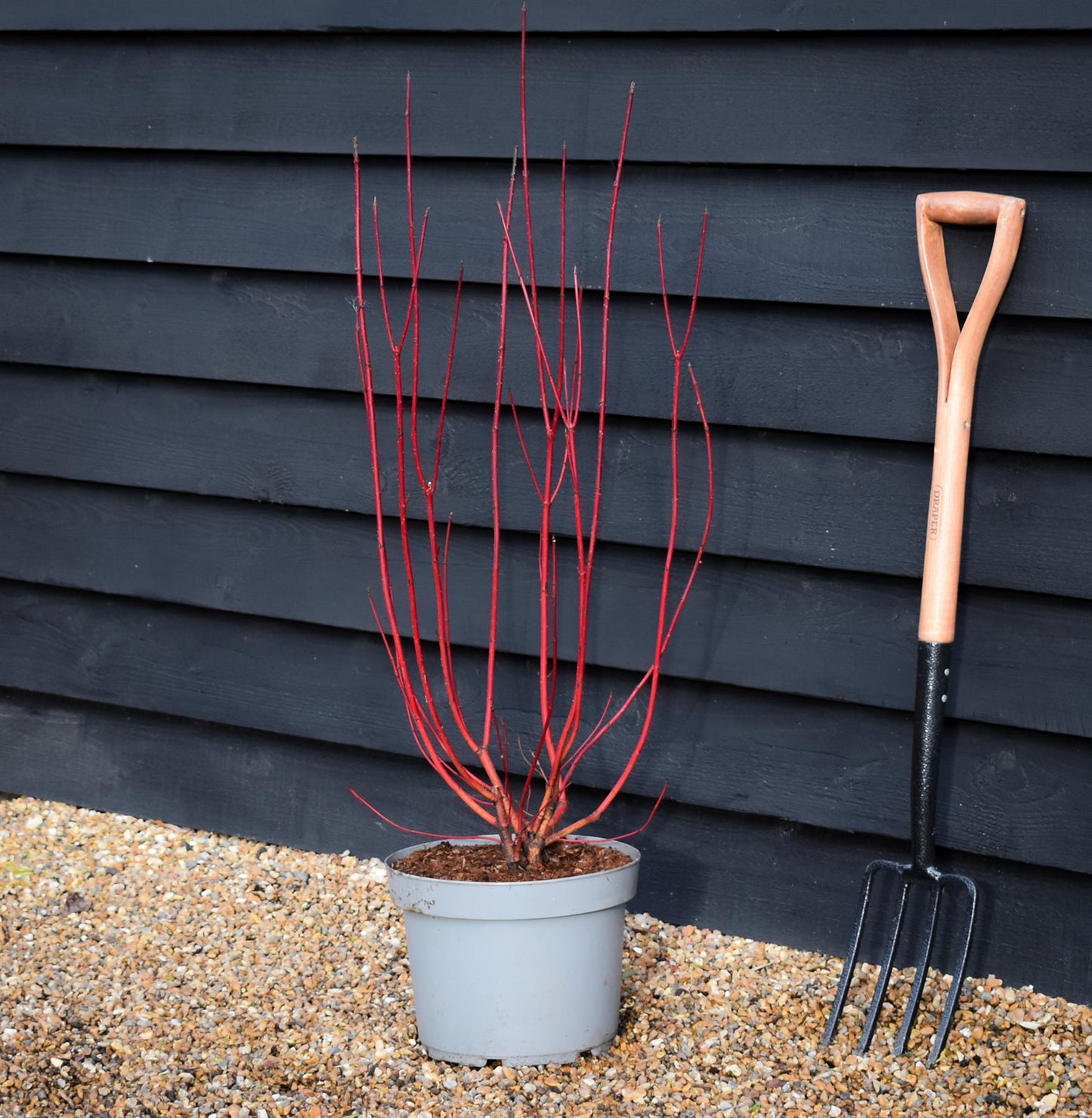 Cornus alba 'Sibirica' | Siberian Dogwood - Height - 95-100cm 10lt