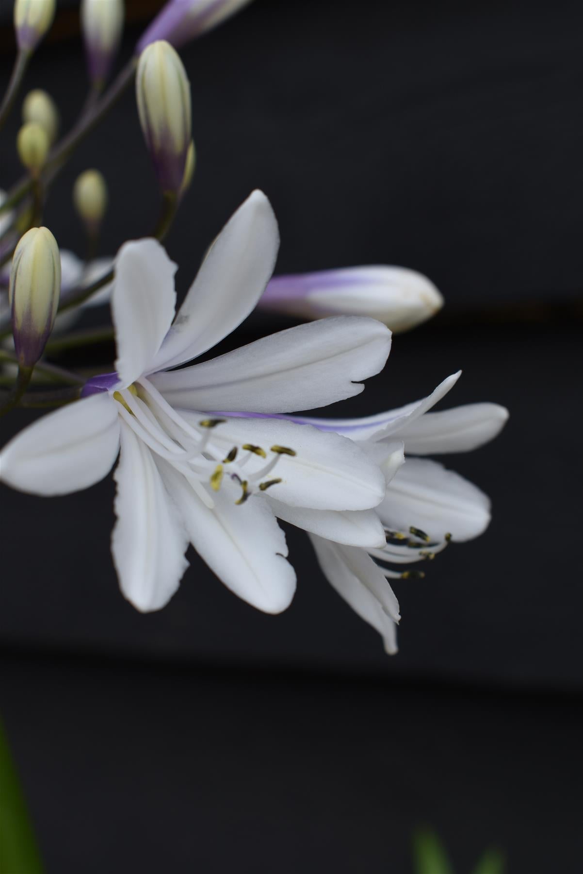 Agapanthus "Poppin Star" | African Lily - 6lt