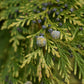 Chamaecyparis lawsoniana 'Stardust' Lawson's cypress - 170-180cm - 30lt