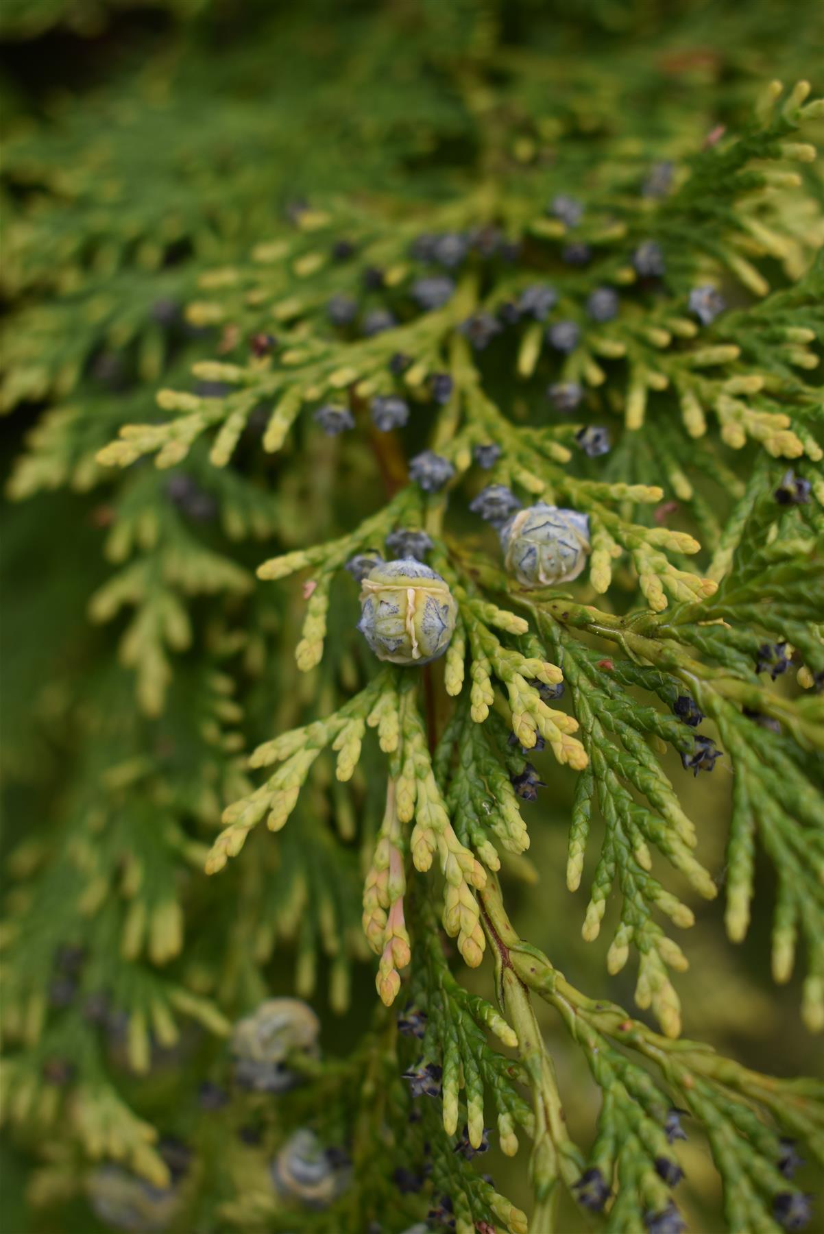 Chamaecyparis lawsoniana 'Stardust' Lawson's cypress - 170-180cm - 30lt