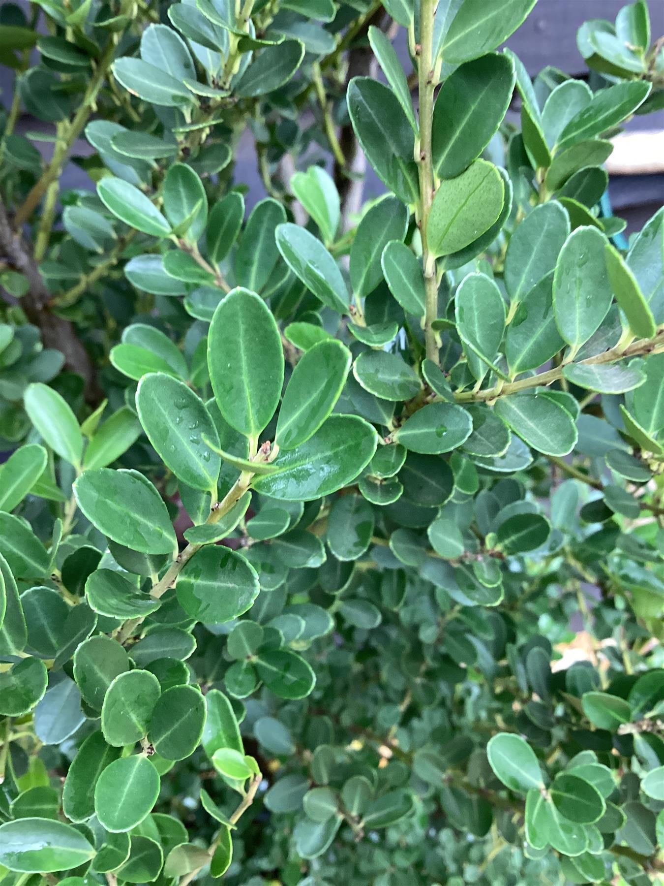 Ilex crenata 'Green Hedger' - 140-150cm - 20lt