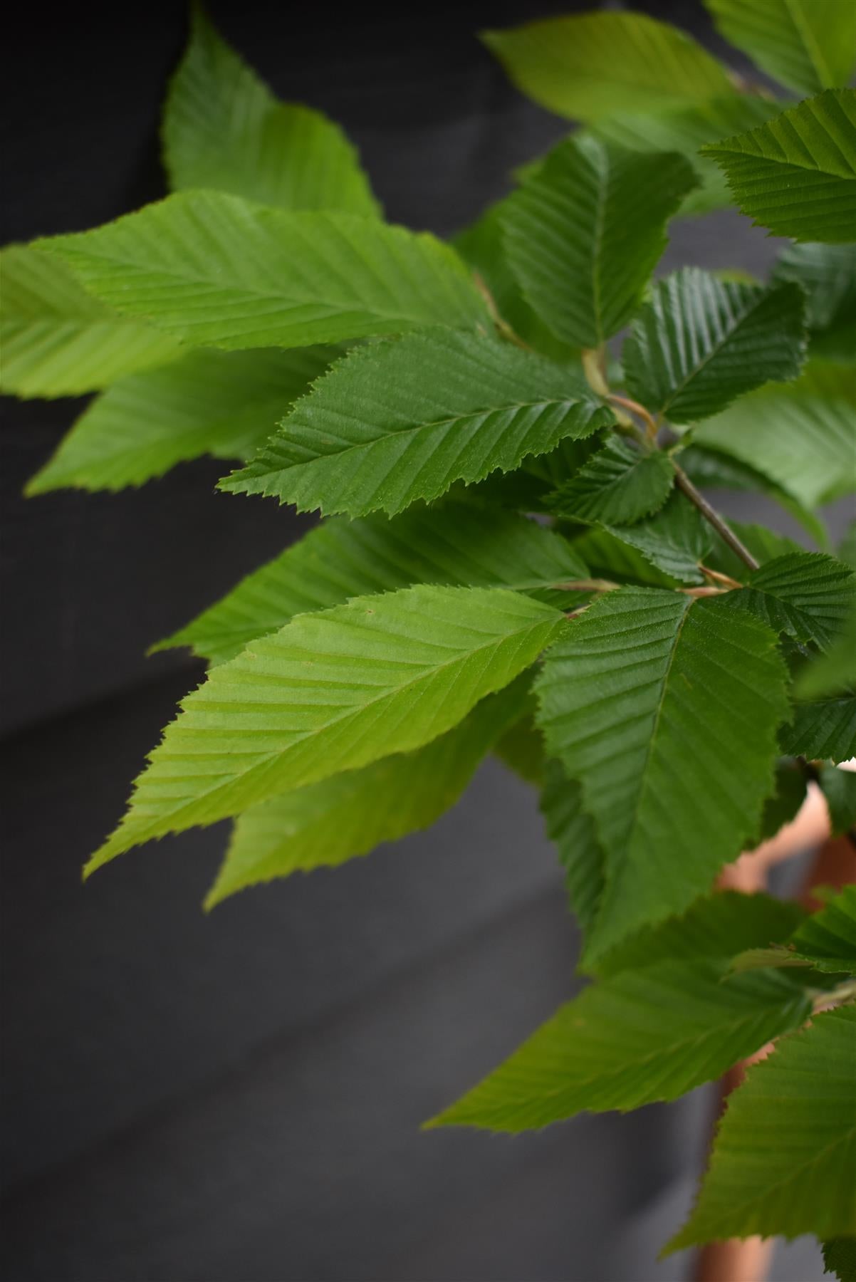 Carpinus betulus 'Fastigiata' | Hornebean Fastigata - 140-180cm, 10lt