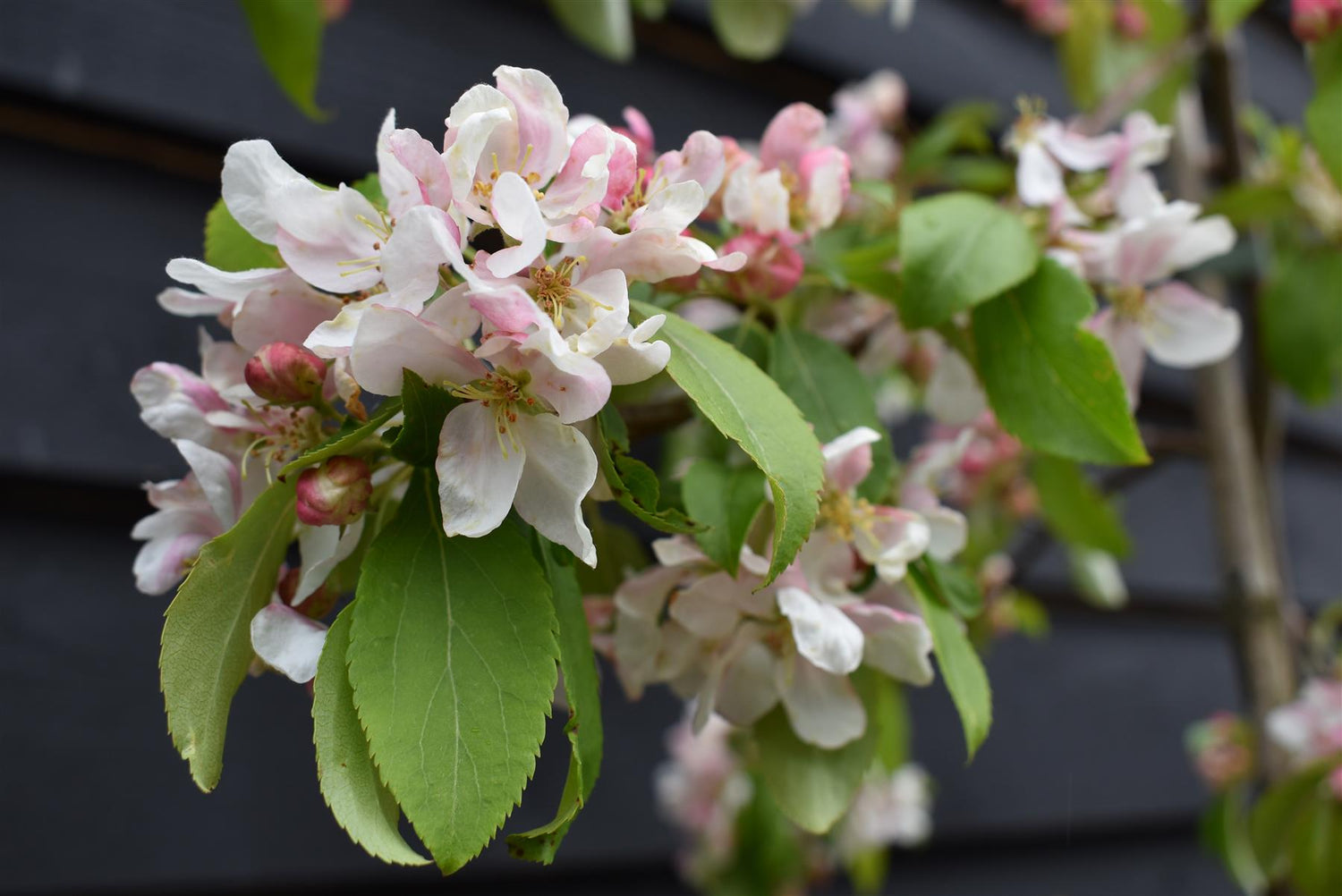 Malus Red Jade | Weeping Crab Apple Tree - 200-250cm, 10lt