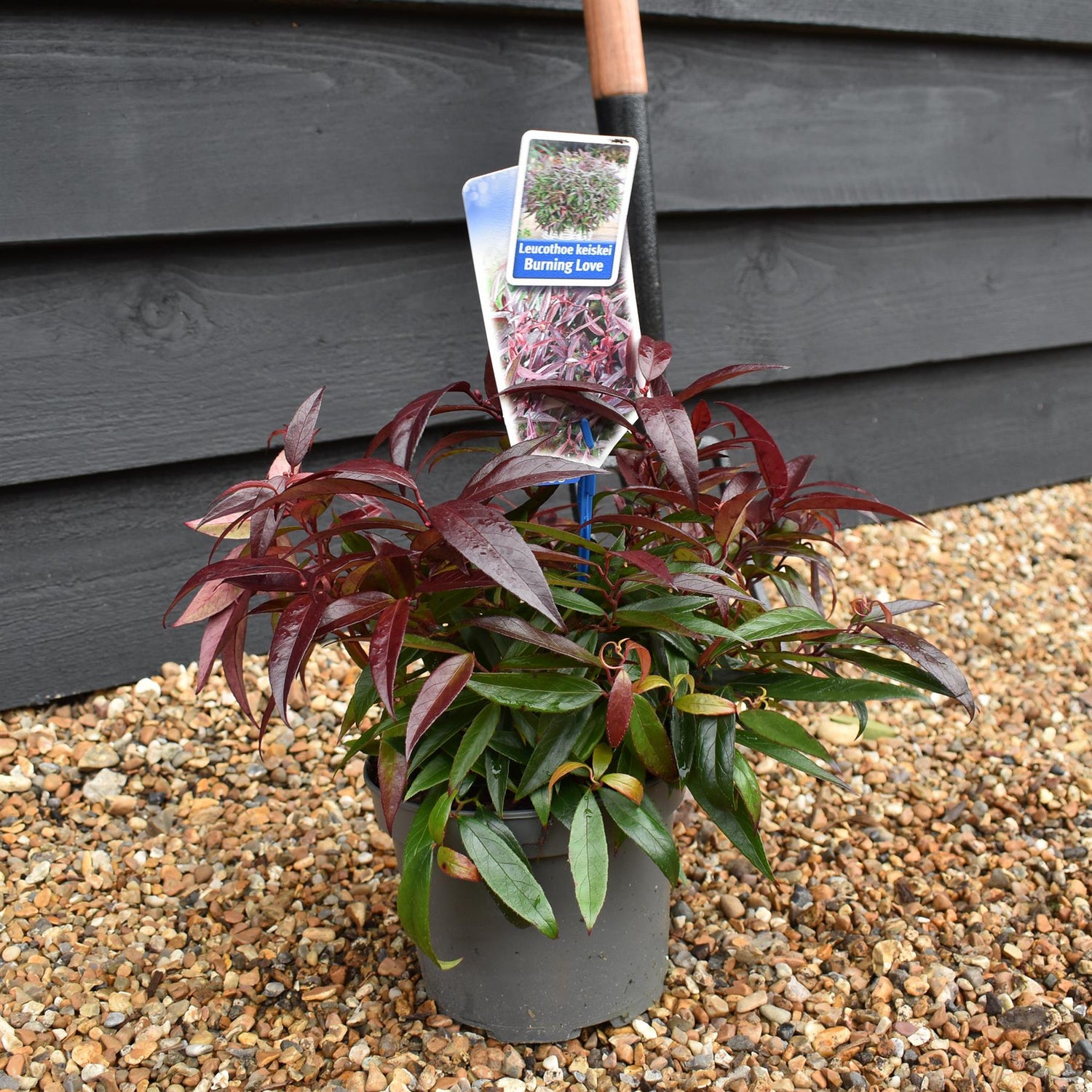 Leucothoe Keiskei 'Burning Love'| Keiskei Dog Hobble - 15-25cm - 2lt