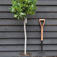 Laurus Nobilis - Clear Stem (65cm)| Bay laurel tree - Height 130-135cm - 18lt