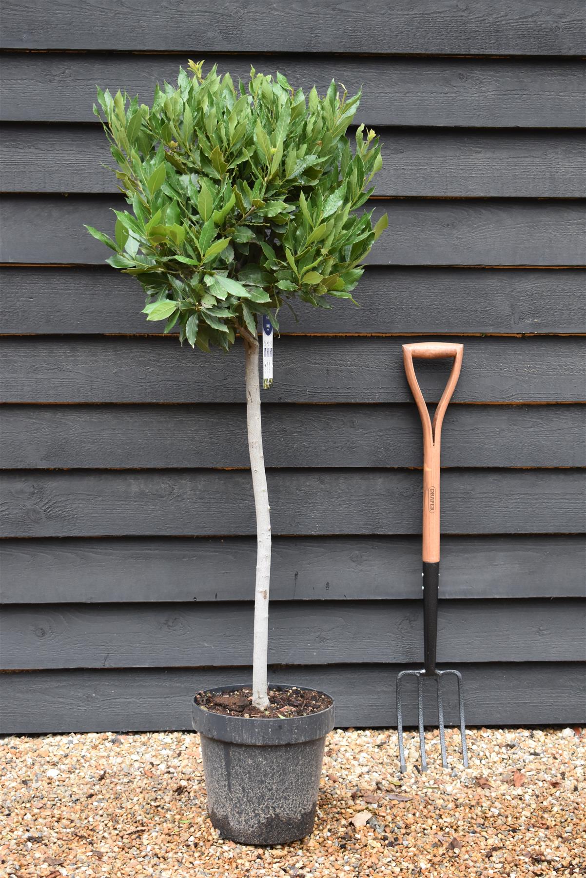 Laurus Nobilis - Clear Stem (65cm)| Bay laurel tree - Height 130-135cm - 18lt