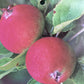 Apple tree 'Laxton's Superb' | Malus domestica - MM106 - Semi-Vigorous - Height 160-170cm - 20lt