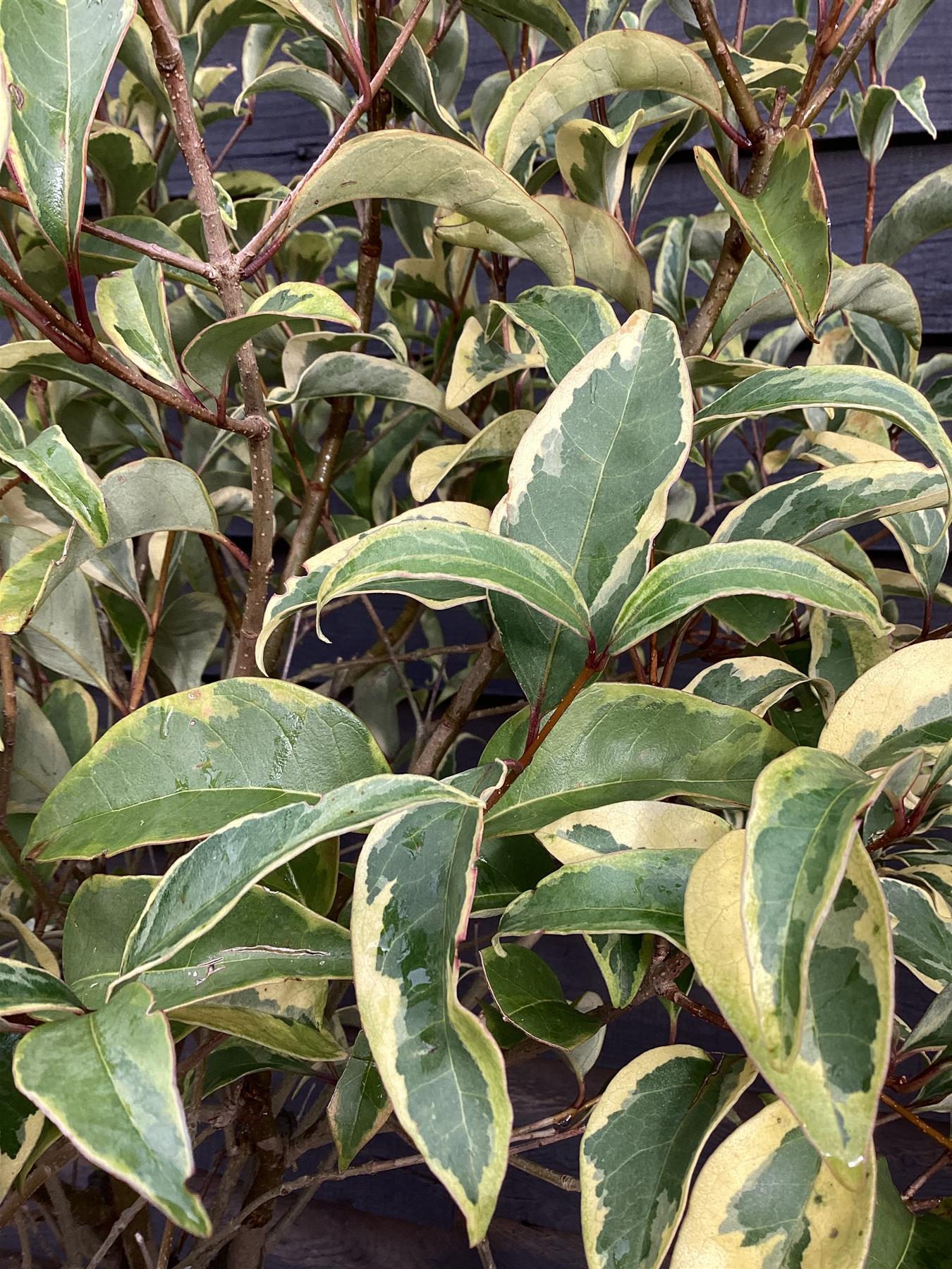 Ligustrum ovalifolium 'Aureum' | Golden Privet 1/2 Standard, Clear Stem - 160-190cm, 50lt