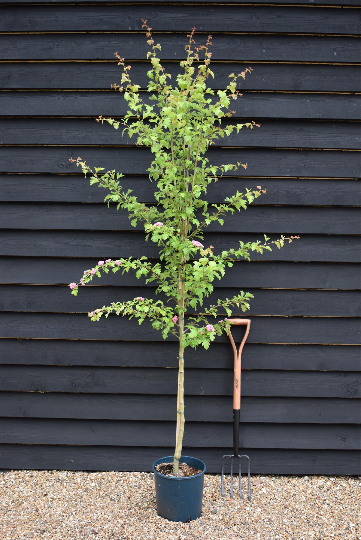 Crataegus Laevigata 'Rosea Flore Pleno' - 140-180cm, 10lt