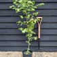 Hazel Nut Tree | Corylus avellana - 120-130cm, 5lt