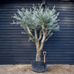 Olive Tree | Olea Europea - Specimen - Branched Out - Height 250 -300 cm - 280lt