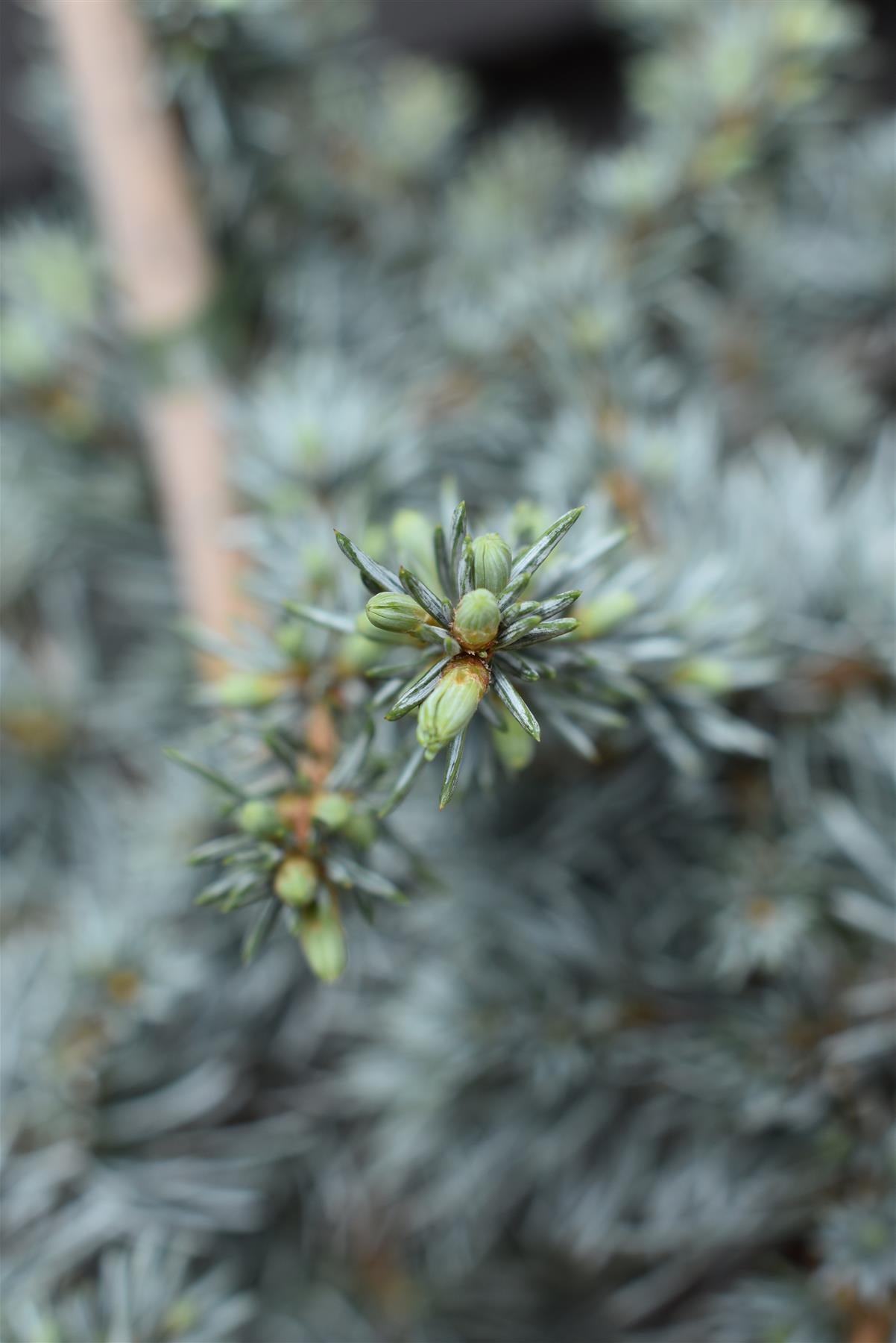 Cedrus libani 'Horstmanns Silberspitz' | Cedar of Lebanon 'Horstmanns Silberspitz' - Height 45-55cm - Width 30-40cm - 6lt