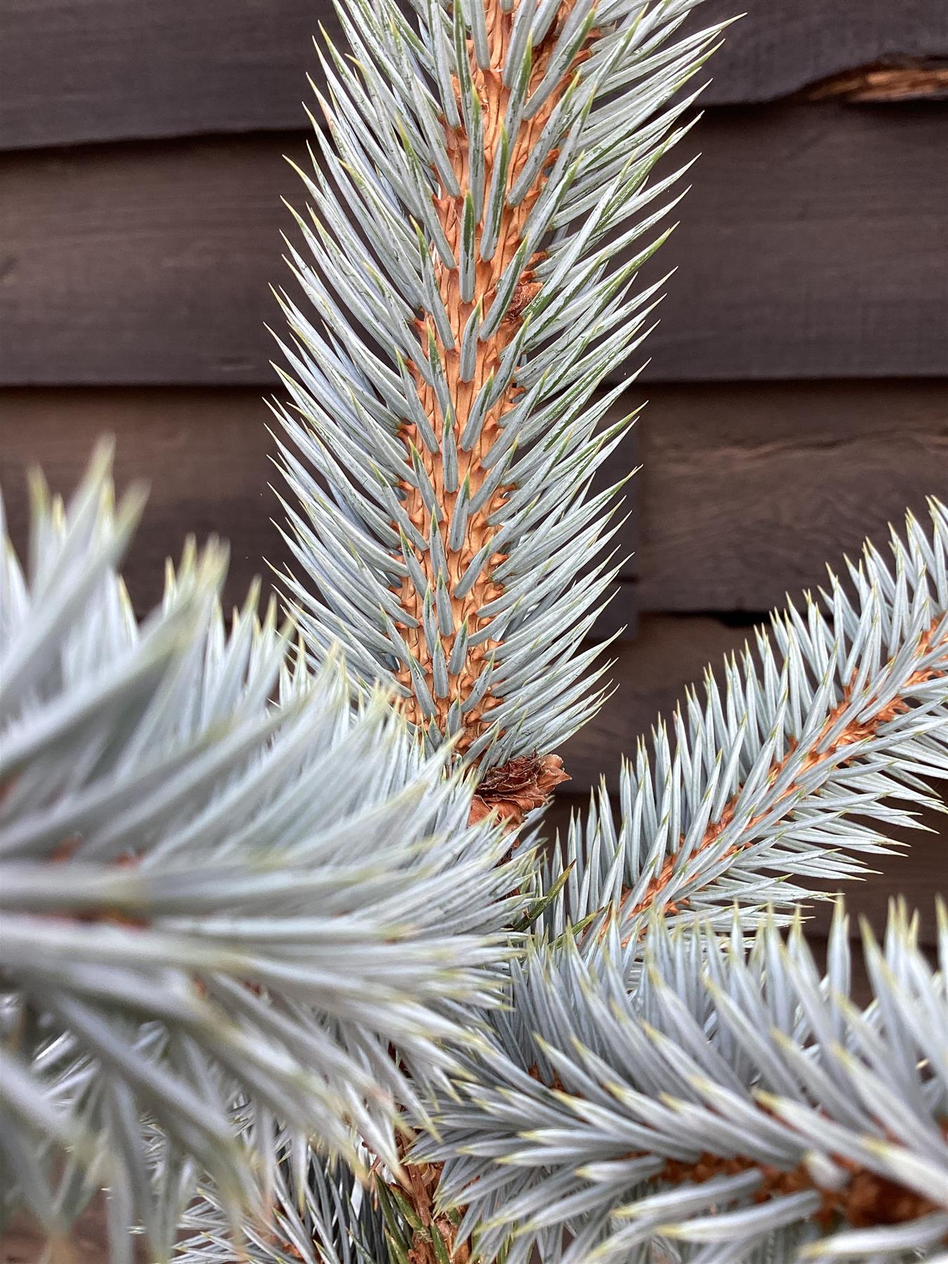 Picea pungens 'Super Blue' | Colorado spruce - 100-120cm, 25lt