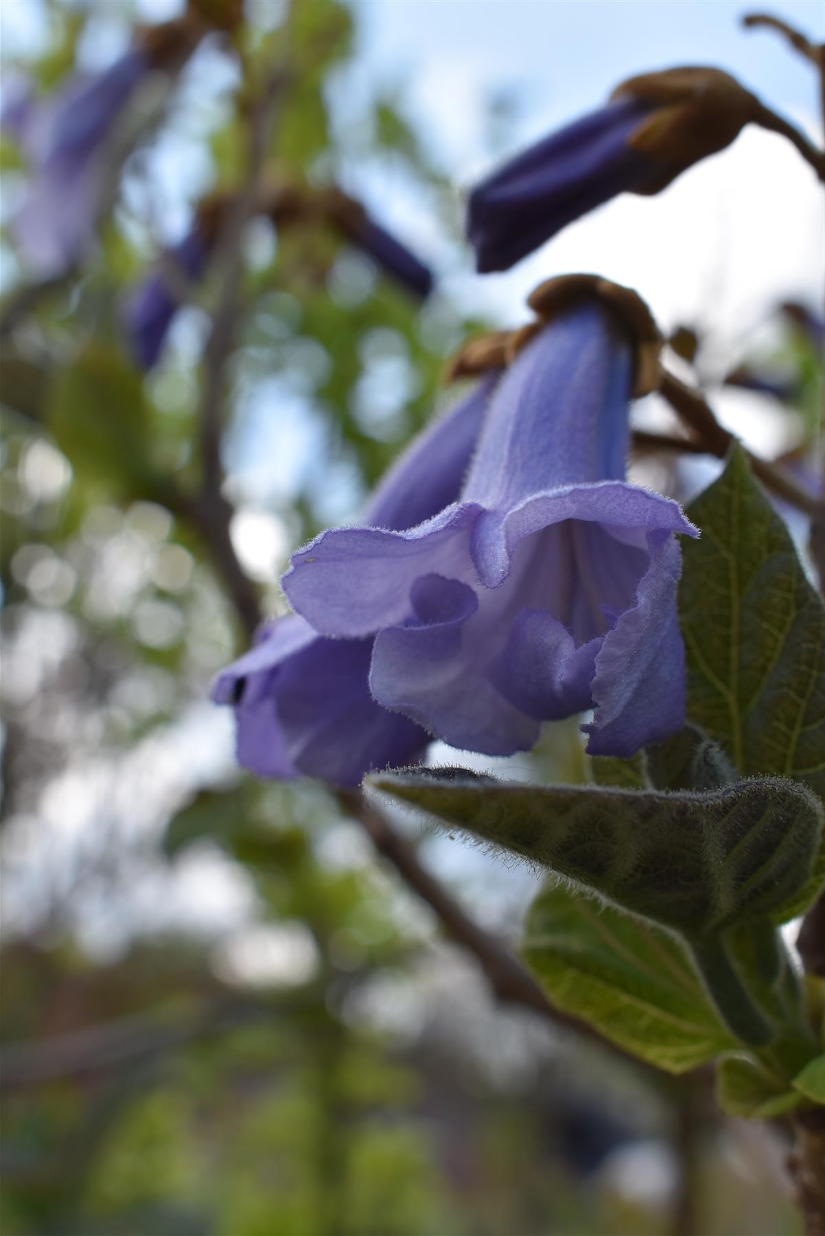 Paulownia tomentosa - Girth 12-14cm