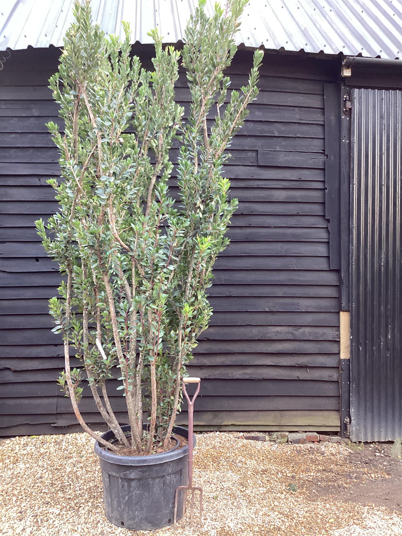 Arbutus Unedo | Strawberry Tree - Multistem - 425cm, 150lt