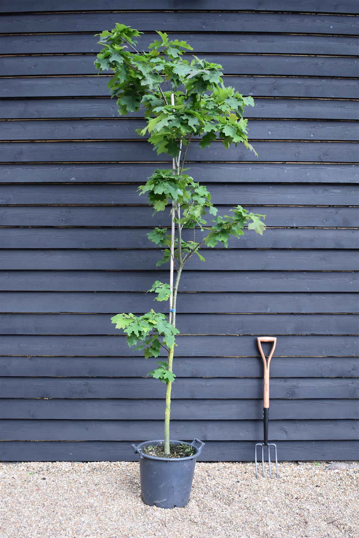 Red Oak | Quercus Rubra - Established - Girth 6-8cm - Height 250-310cm - 30lt