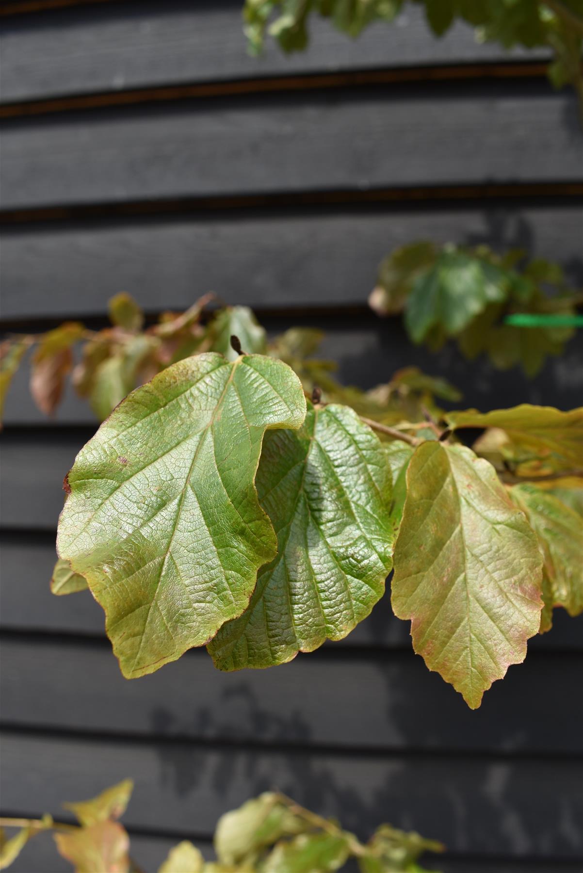 Parrotia persica | Iron Tree - Height 200-250cm - 30lt