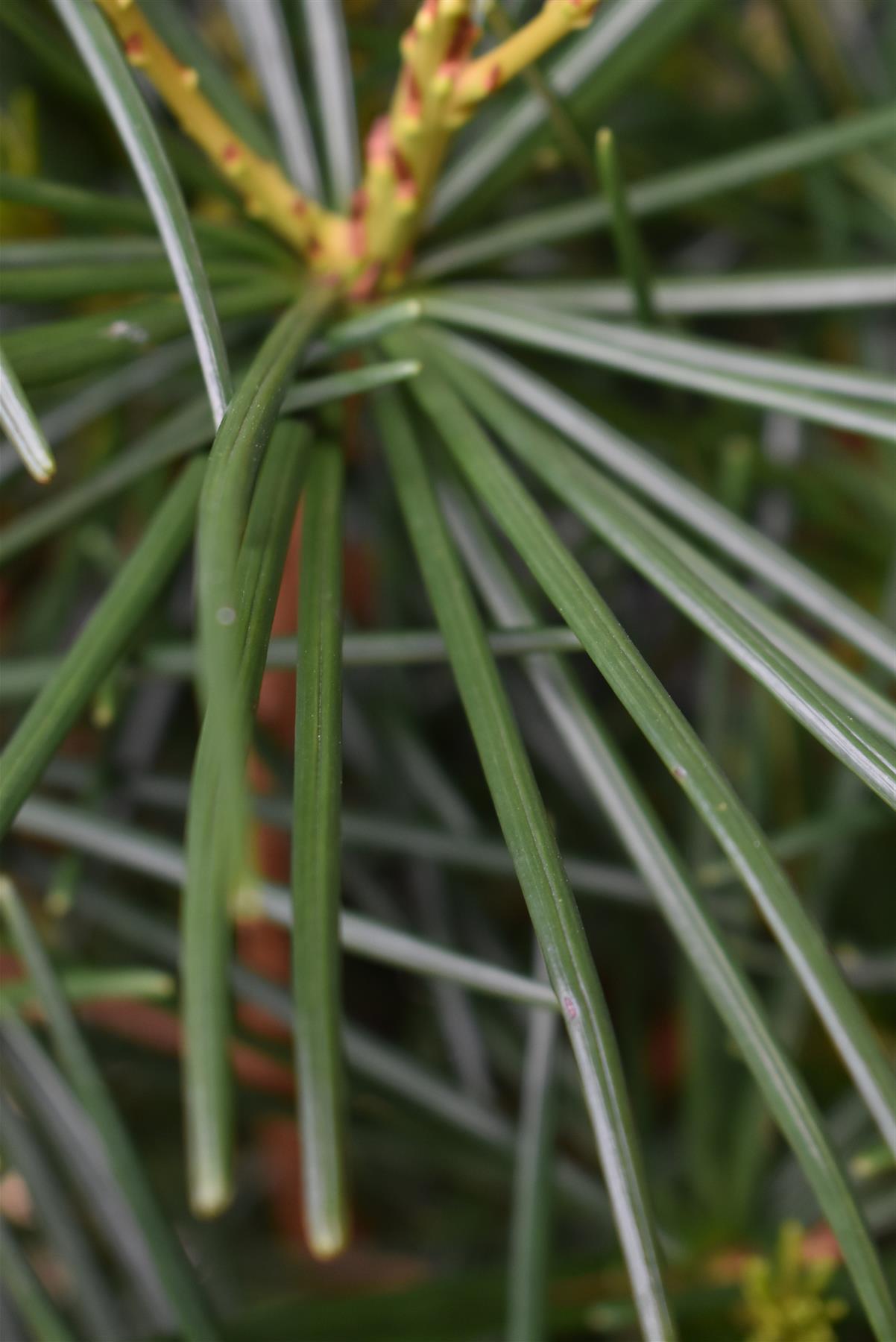 Sciadopitys Verticillata | Japanese umbrella tree - Height 50-70cm - 11lt