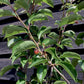 Prunus Pandora | Cherry 'Pandora' - Clear Stem - Standard - Girth 8-10cm - 250-280cm - 70lt