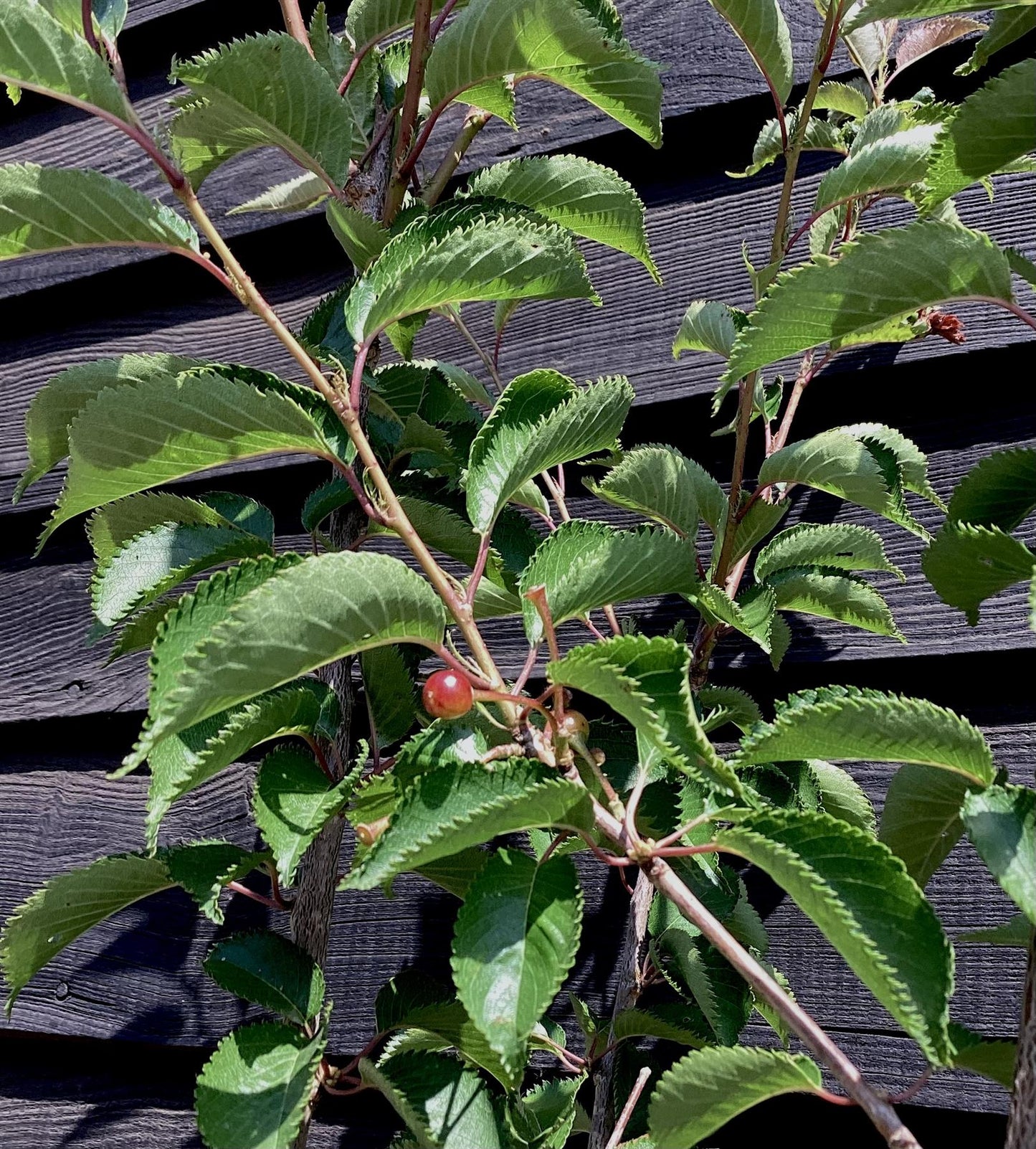 Prunus Pandora | Cherry 'Pandora' - Clear Stem - Standard - Girth 8-10cm - 250-280cm - 70lt