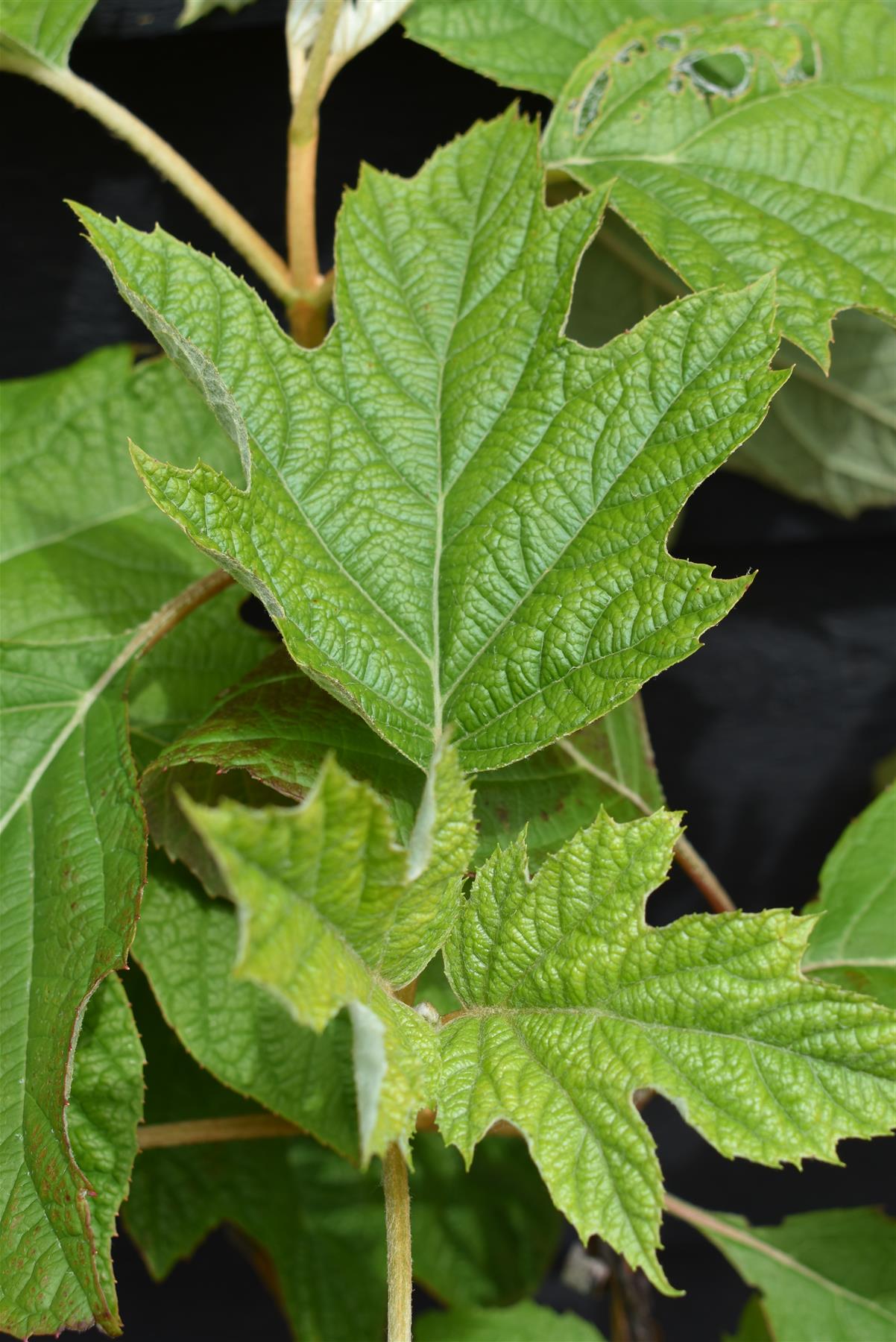 Hydrangea quercifolia | Oak-leaved hydrangea - 60-80cm, 20lt