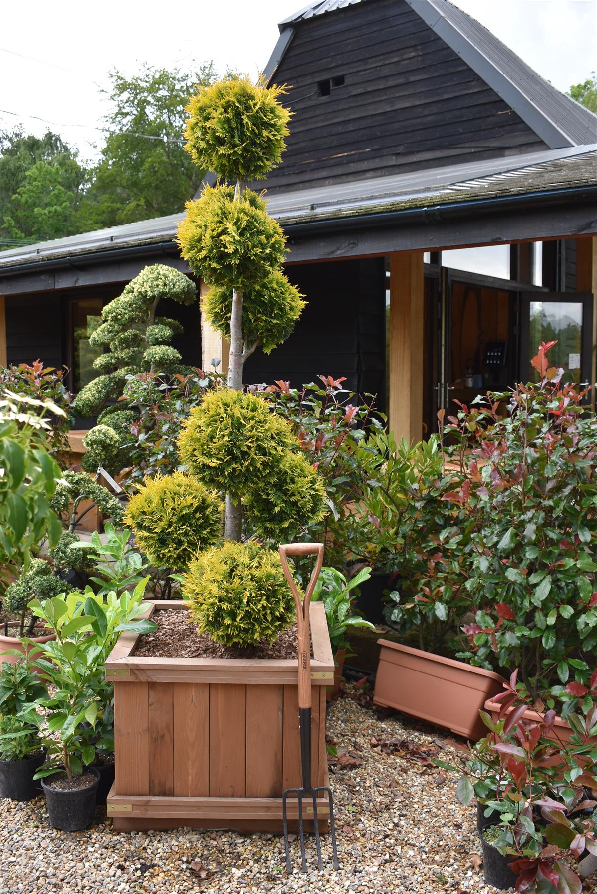 Thuja occidentalis - Yellow Ribbon - Bonsai - 230cm - 245lt