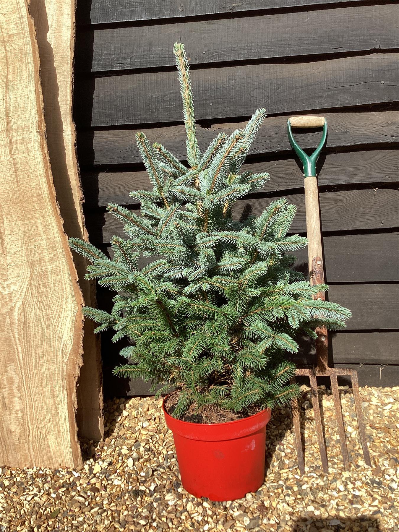 Picea pungens 'Super Blue' | Colorado spruce - 90-100cm, 15lt