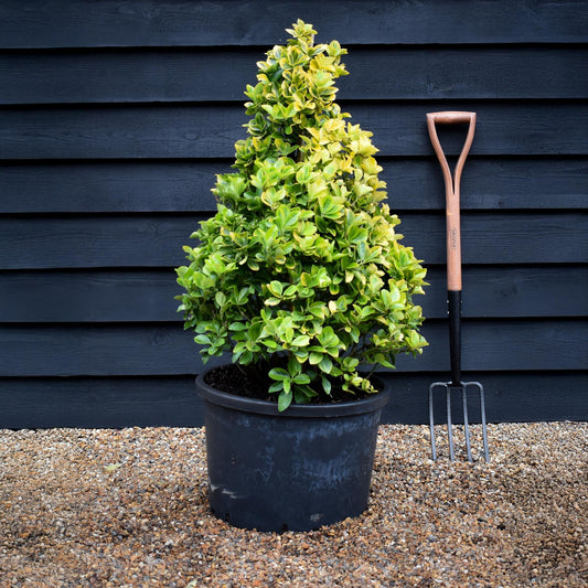 Euonymus japonicus 'Aureus' | Spindle - Cone - 90-100cm - 40lt