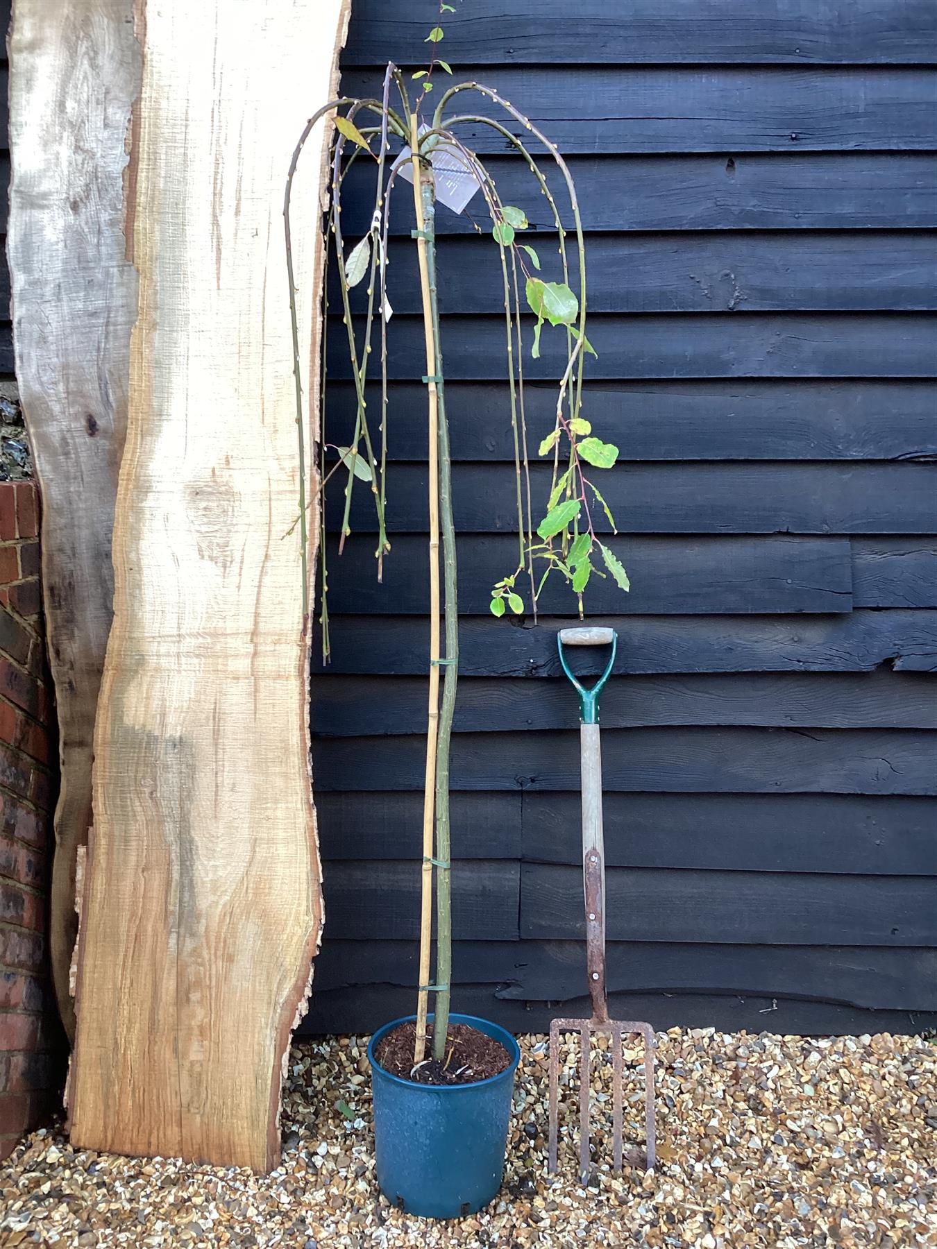 Salix caprea Pendula | Weeping Pussy Willow - 180-220cm - 12lt