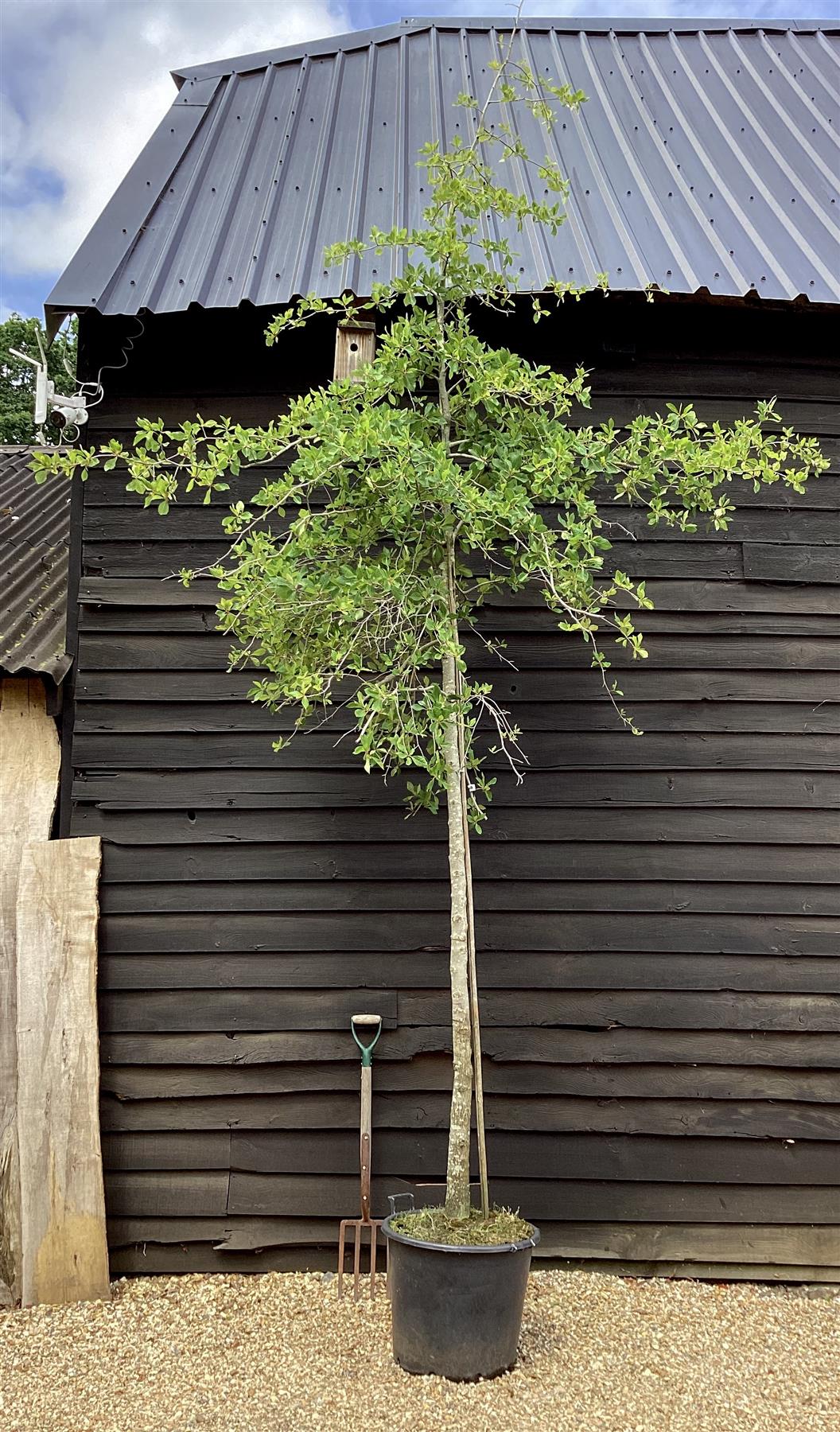 Nyssa sylvatica | Black Gum Tree - Height 400-470cm, 110lt