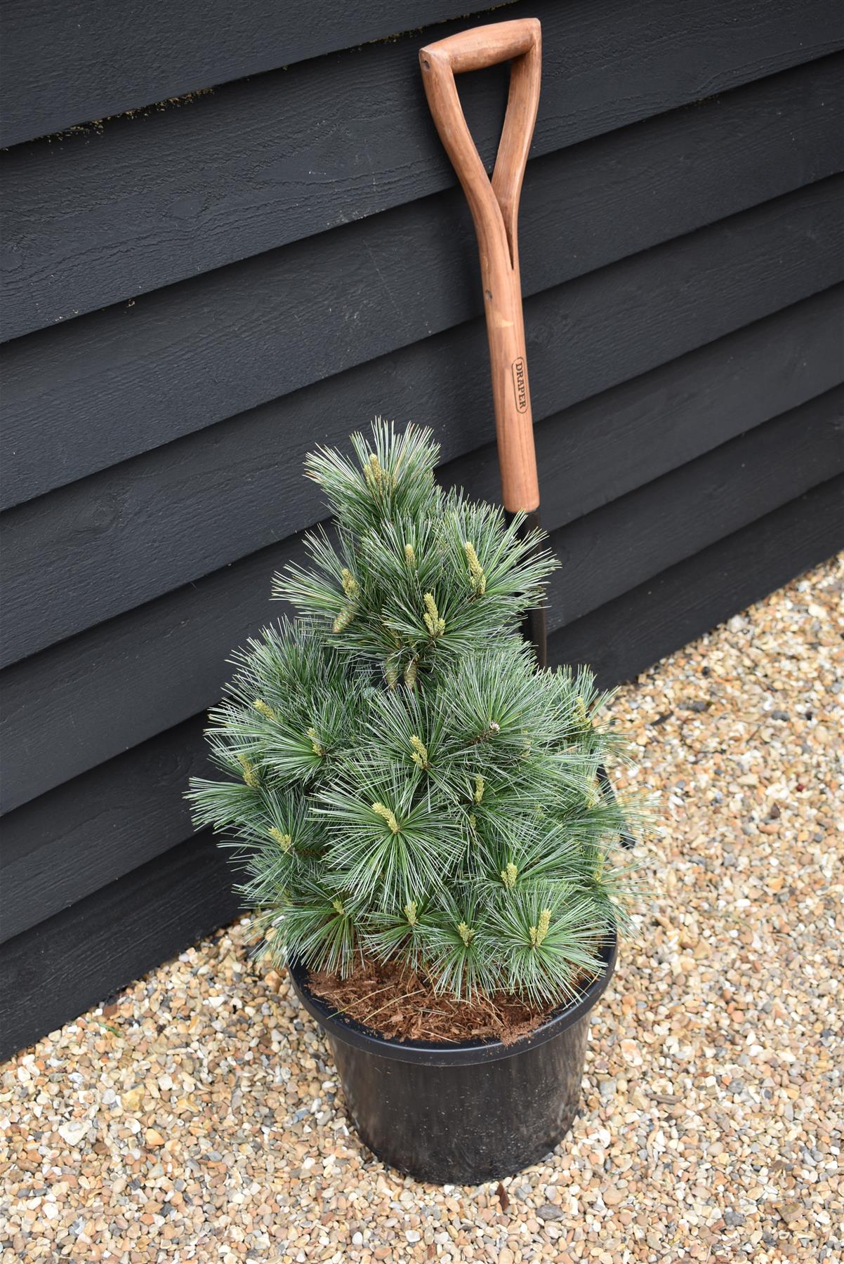 Pinus Flexilis Pygmaea | Rocky Mountain Bristlecone Pine - Height 80cm - Width 60cm - 18lt