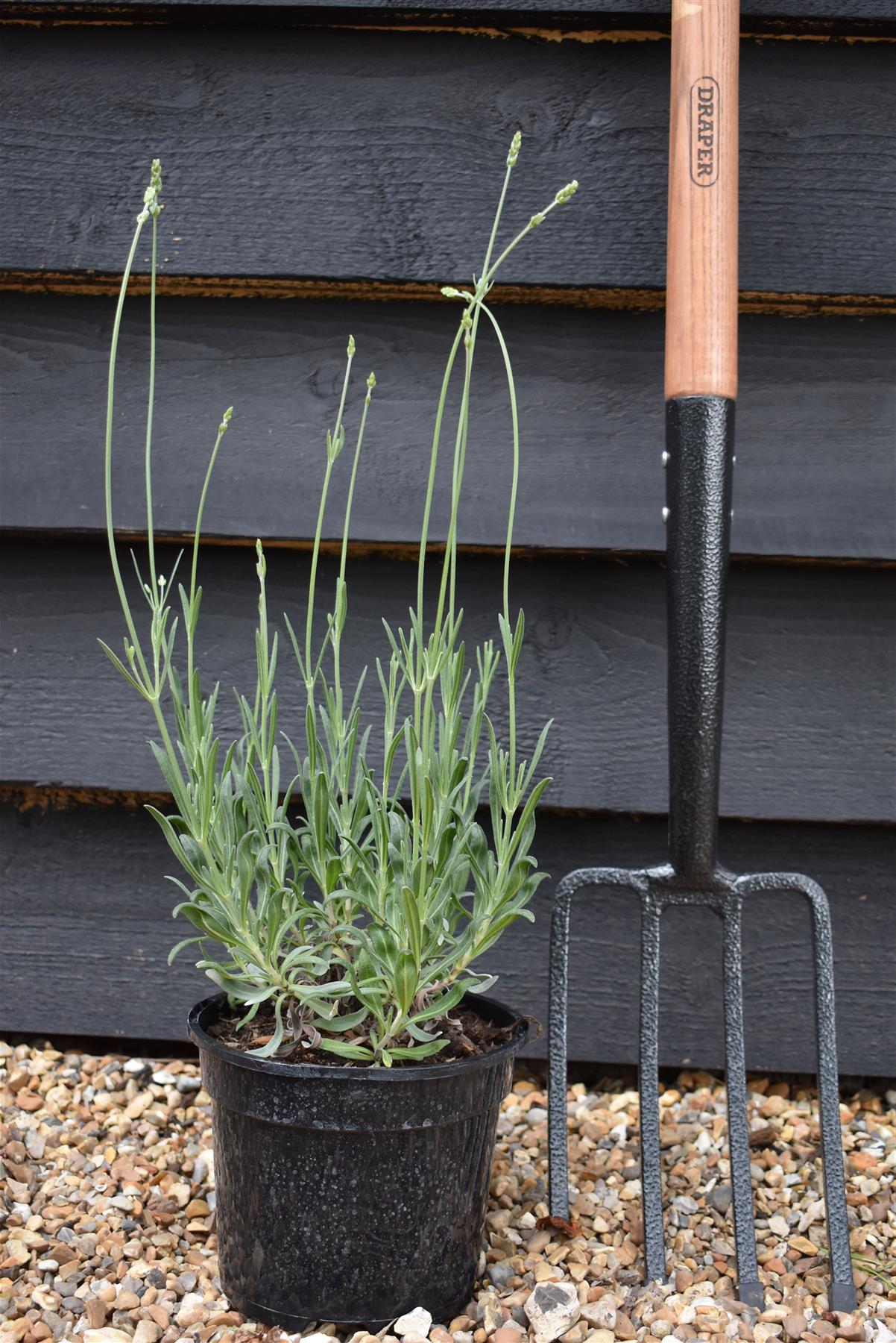 Lavandula X Intermedia Exceptional - 10-30cm, 2lt – Arundel Arboretum