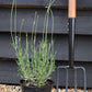 Lavandula x intermedia Exceptional - 10-30cm, 2lt