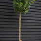 Arbutus unedo Tree |  Strawberry Tree - Standard - Girth 12-14cm - Height 330-350cm - 45lt