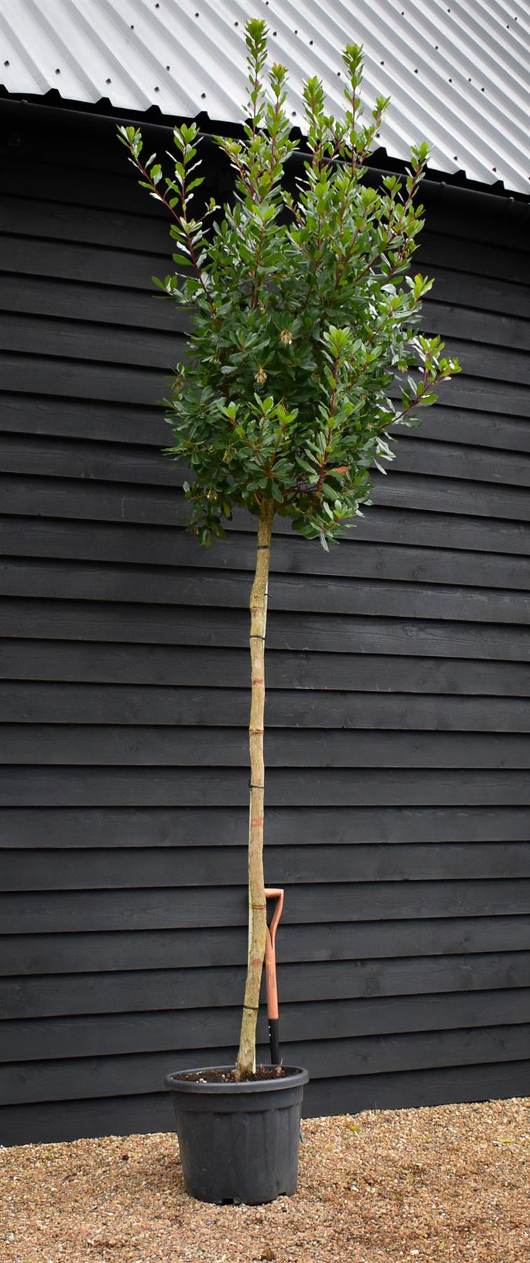 Arbutus unedo Tree |  Strawberry Tree - Standard - Girth 12-14cm - Height 330-350cm - 45lt