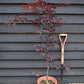 Acer palmatum 'Black Lace' | Japanese maple 'Beni-otake' - 150-200cm, 10lt