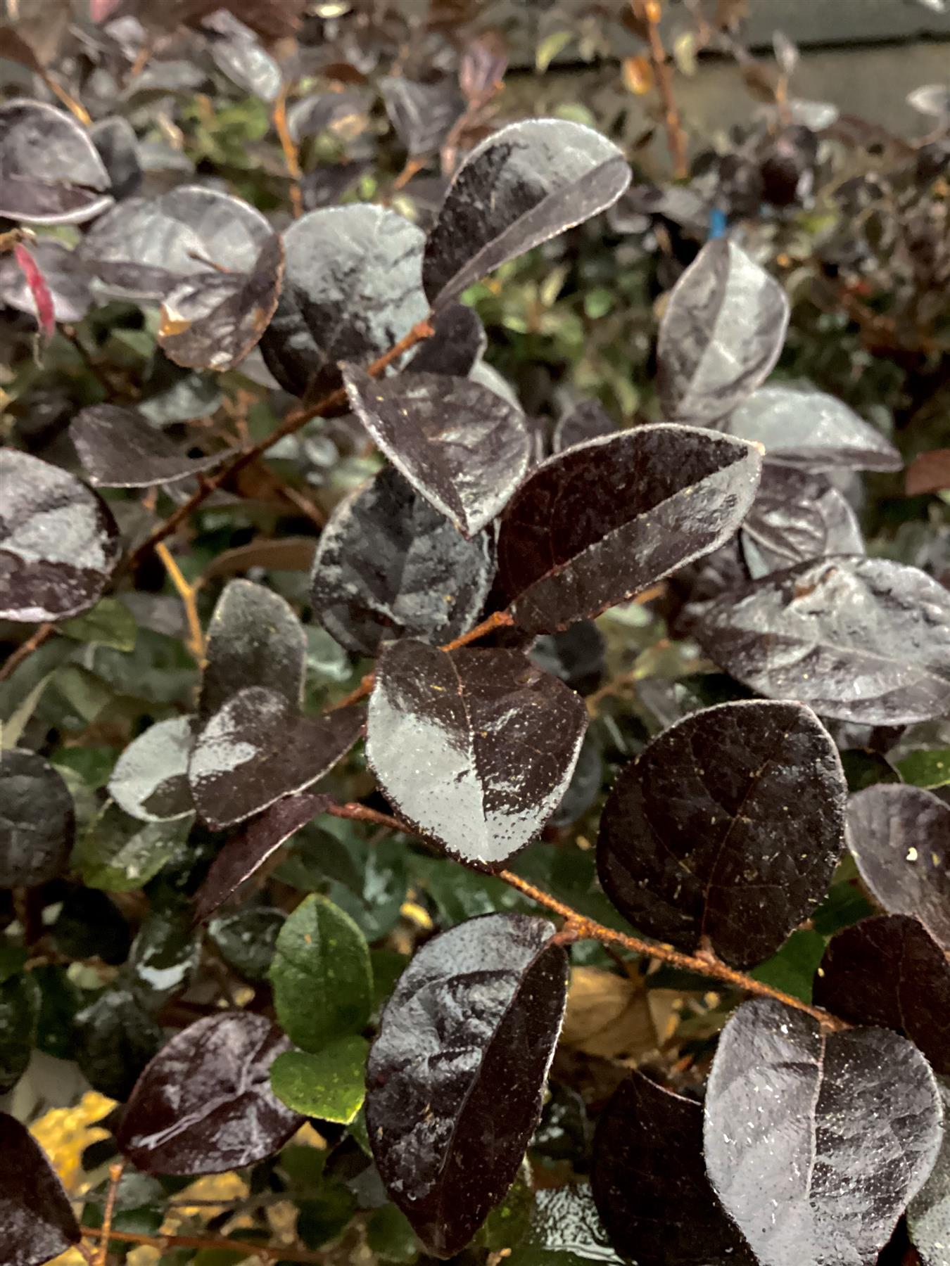 Loropetalum chinense Black Pearl | Chinese Fringe Flower - Parachute - Bowl - Shrub - Height 120cm - 40lt