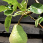 Pear tree 'Williams' Bon Chretien' | Pyrus communis  - Semi Dwarfing - Height 160-180cm - 20lt