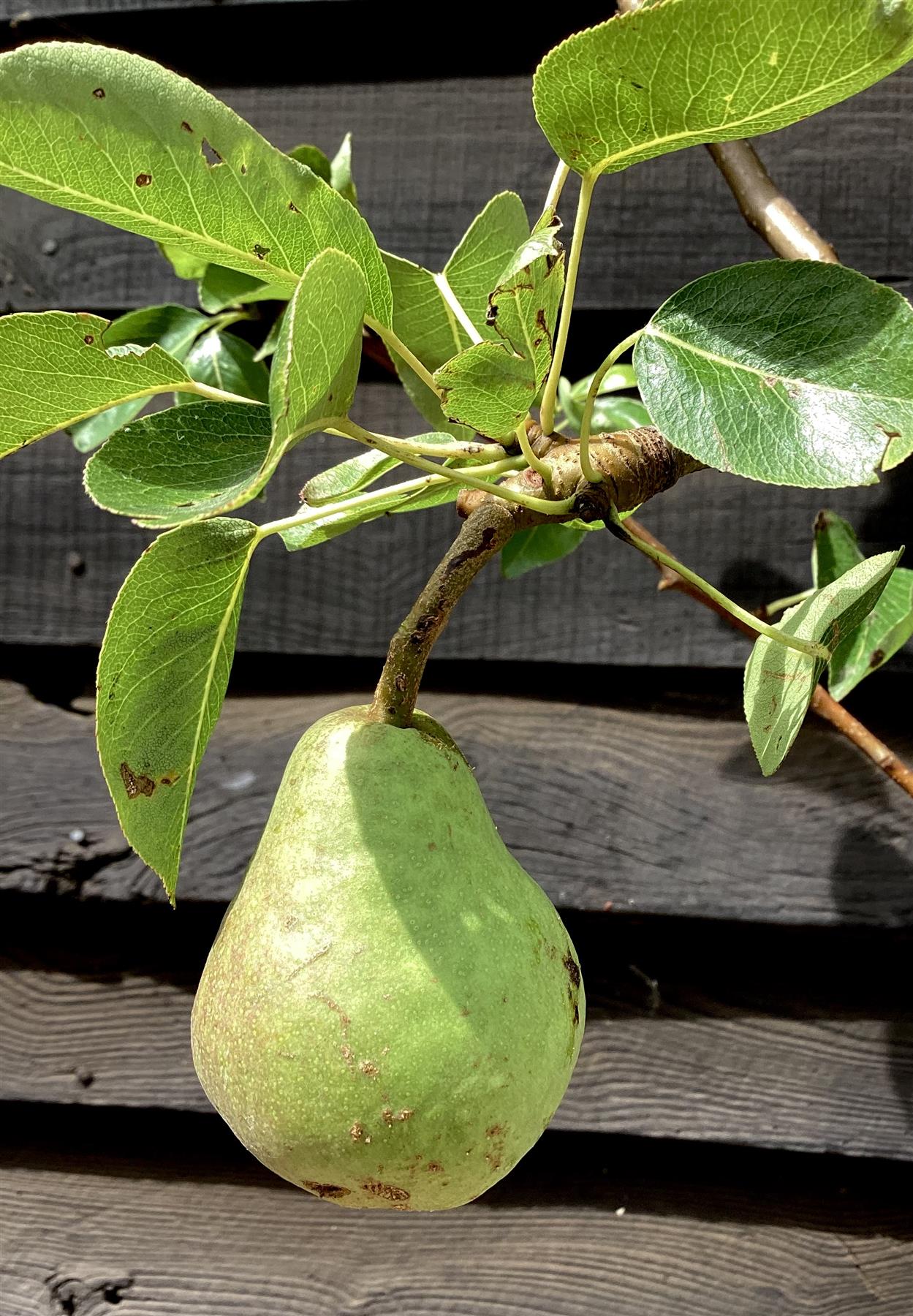 Pear tree 'Williams' Bon Chretien' | Pyrus communis  - Semi Dwarfing - Height 160-180cm - 20lt