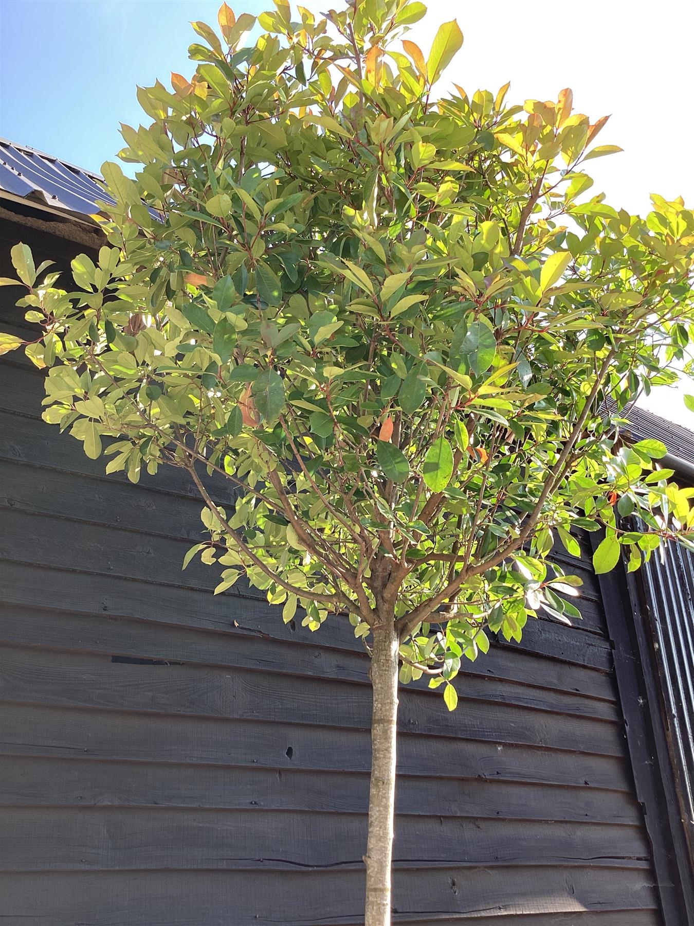 Photinia Red Robin -  Standard screening tree - Clear Stem - Girth 14-16cm - Height 360cm - 70lt