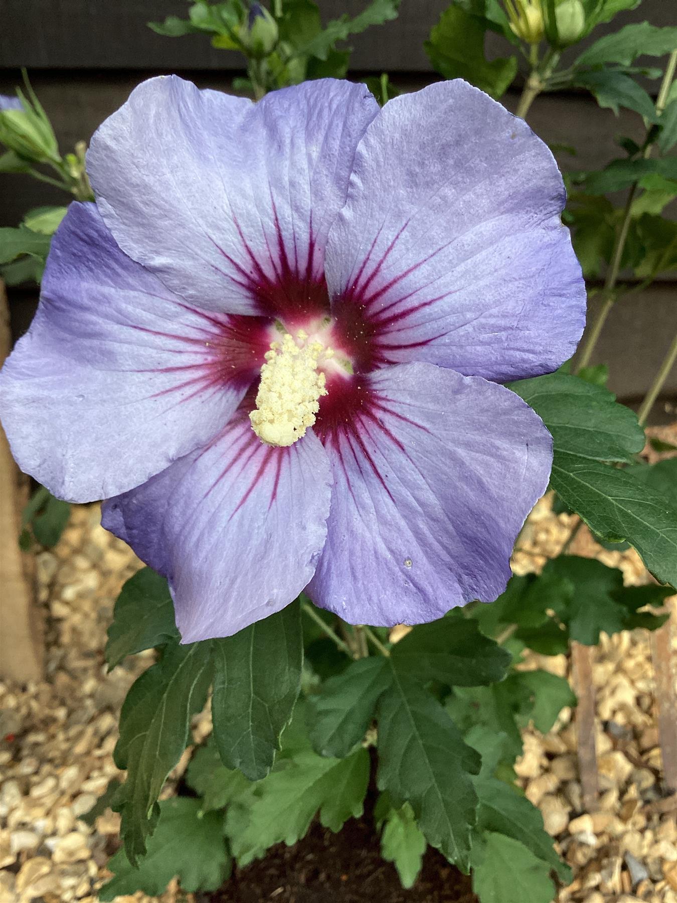 Hibiscus syriacus 'Oiseau Bleu' Rose of Sharon - 50-60cm, 3lt