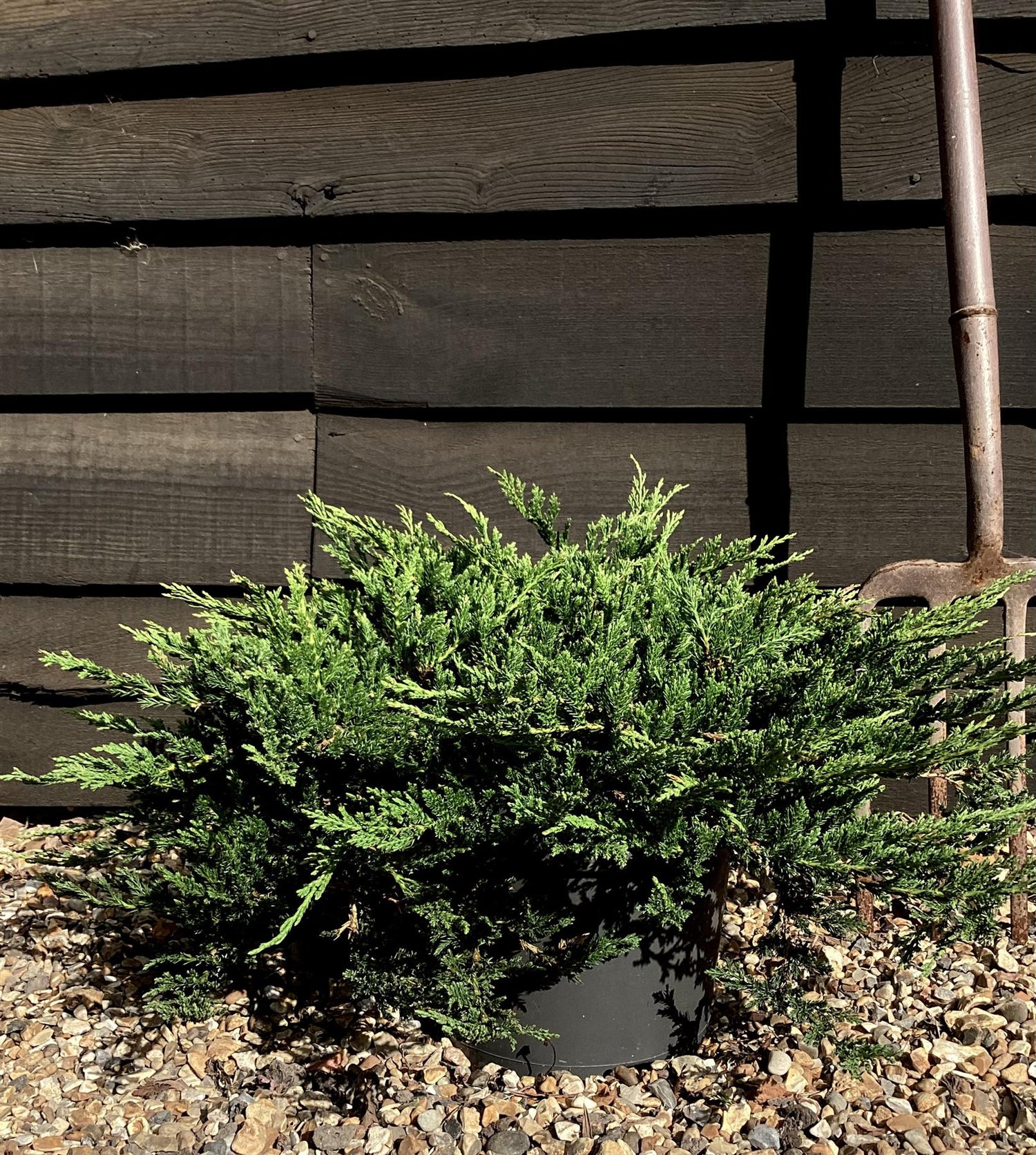 Juniperus horizontalis 'Prince of Wales' | Creeping Juniper - Ground covering - 8lt